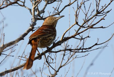 Brown Thrasher pb.jpg