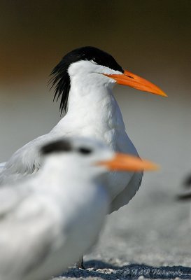 Royal Terns pb.jpg