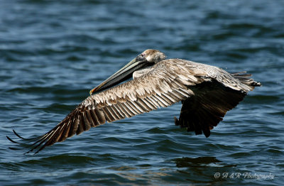 Pelican 5 pb.jpg