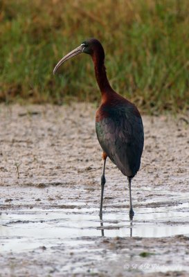 Glossy Ibis pb.jpg