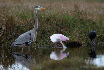 GBH Spoonbill and Glossy Ibis pb.jpg