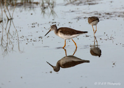 Greater Yellowlegs pb.jpg