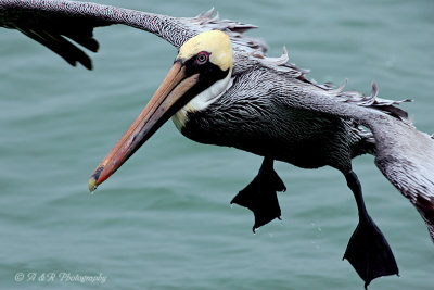 Pelican 6 pb.jpg