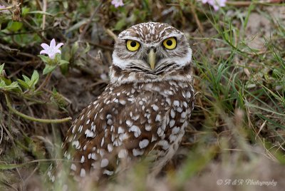 Burrowing Owl 4 pb.jpg