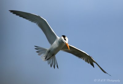 Royal Tern 3 pb.jpg