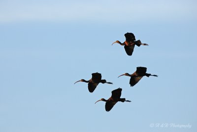 Glossy Ibis in flight pb.jpg