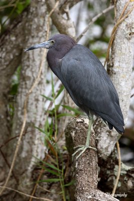 Little Blue Heron 3 pb.jpg