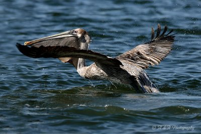 Pelican take off pb.jpg