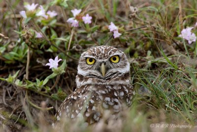 Burrowing Owl 5 pb.jpg