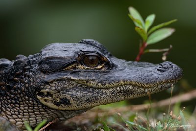 Young Alligator pb.jpg