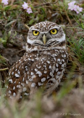 Burrowing Owl 6 pb.jpg