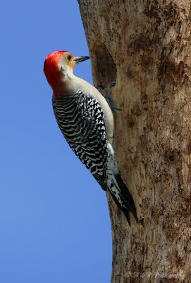 Red Bellied  Woodpecker pb.jpg