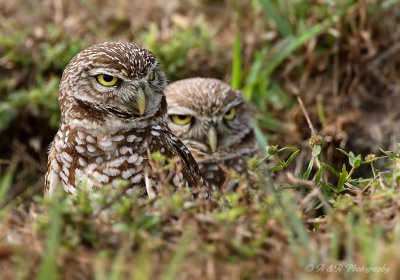 Burrowing Owls pb.jpg