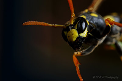 Wasp 3 pb.jpg