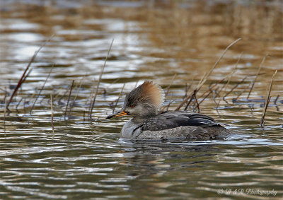 Female Hooded Merganser pb.jpg