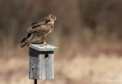 Northern Harrier 3 pb.jpg