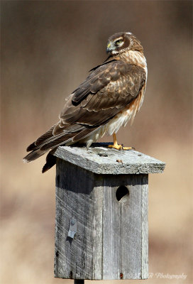 Northern Harrier 4 pb.jpg