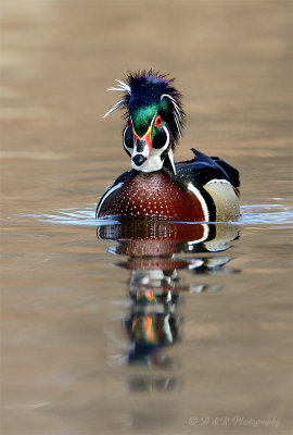 Wood Duck pb.jpg