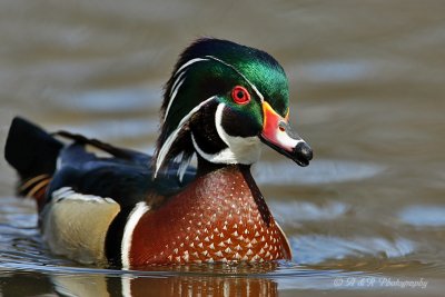 Wood duck 2 pb.jpg