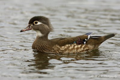 Female Wood Duck pb.jpg