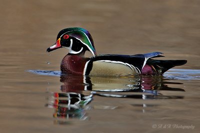 Wood duck 4 pb.jpg