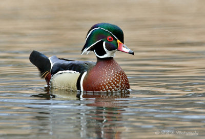 Wood duck 6 pb.jpg