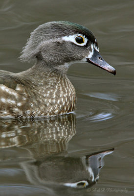 Female wood duck 2 pb.jpg