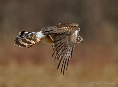 Northern Harrier 2 pb.jpg