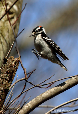 Downy Woodpecker pb.jpg