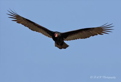 Turkey Vulture pb.jpg