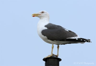 Lesser Black-backed Gull pb.jpg