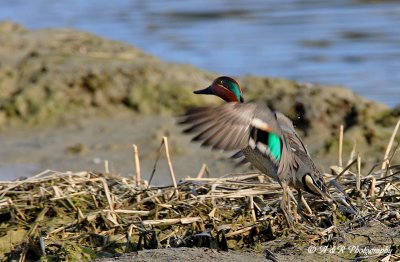 Green Winged Teal pb.jpg