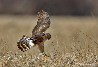 Northern Harrier 8 pb.jpg