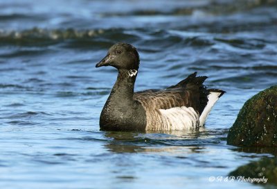 Brant 3 Eastern Subspecies pb.jpg