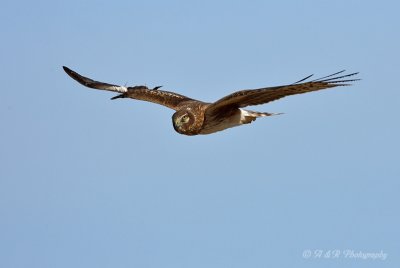 Northern Harrier 5 pb.jpg