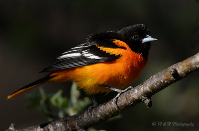 Baltimore Oriole pb.jpg