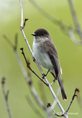 Eastern Phoebe 2 pb.jpg