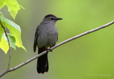 Catbird pb.jpg