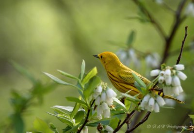 Yellow Warbler pb.jpg