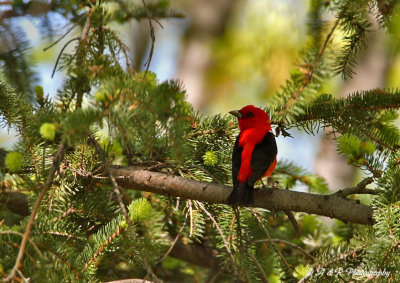 Scarlet Tanager pb.jpg