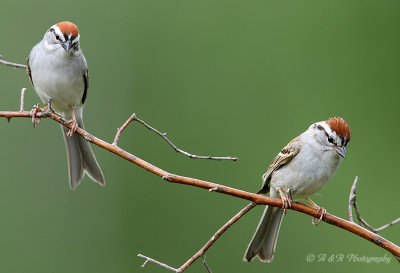 Chipping sparrows pb.jpg