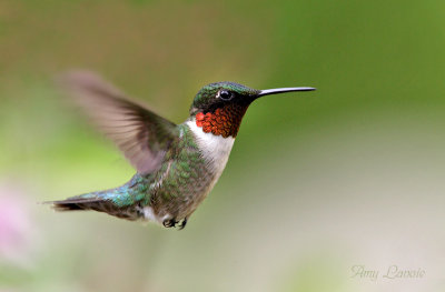 Hummingbird2 Amy.jpg