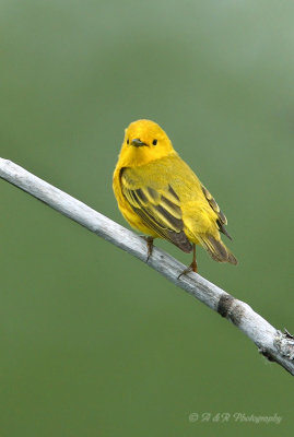 Yellow Warbler2 pb.jpg