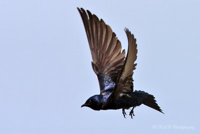 Purple Martin pb.jpg