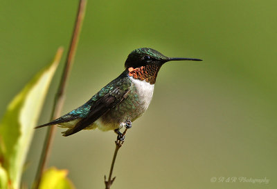 Ruby Throated Hummingbird2 pb.jpg