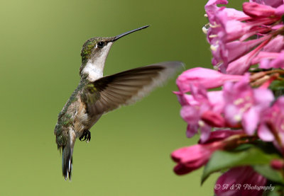 Hummingbird 2 pb.jpg