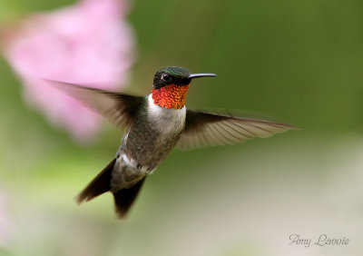 Hummingbird Amy.jpg