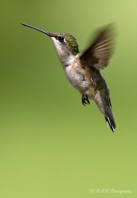 Ruby Throated Hummingbird pb.jpg