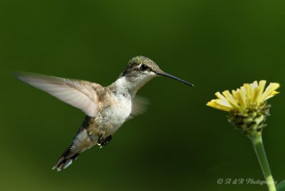 Ruby Throated Hummingbird pb.jpg