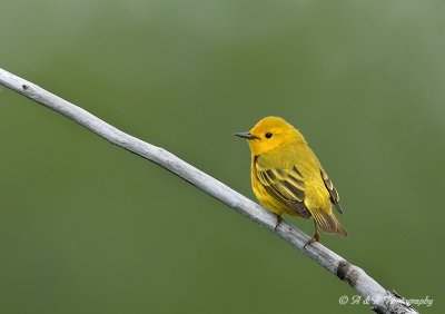 Yellow Warbler pb.jpg